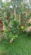 Imagem 12